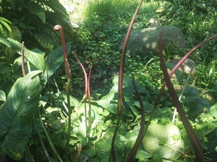 新鲜簕茨菇水刺芋 刺芋新鲜山茨菇500克