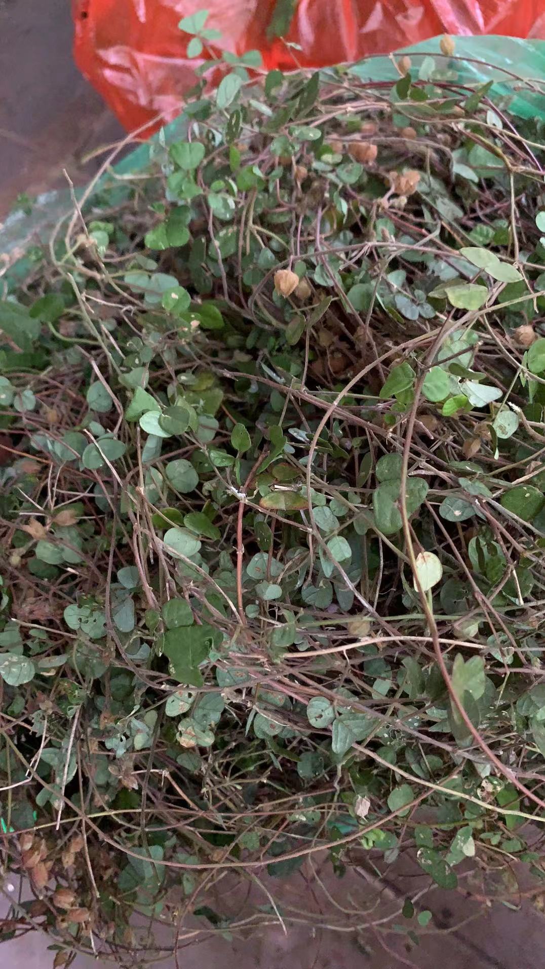 中草药植物铺地蝙蝠 半边钱 猪腰草 腰子草 化石草新鲜现采500克