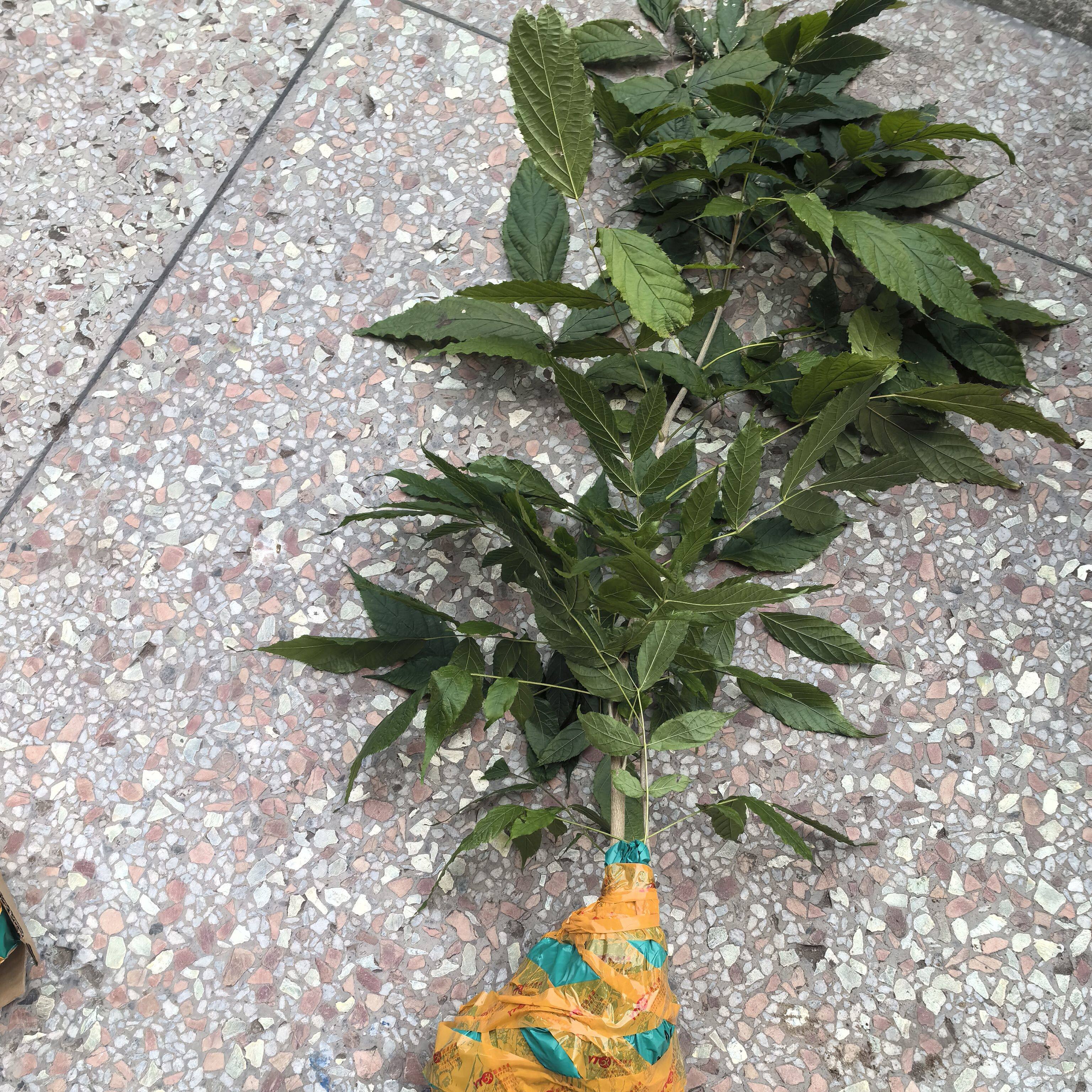 猫尾薯树苗猫尾木薯苗猫尾树头整棵50厘米左右小苗1棵可种植
