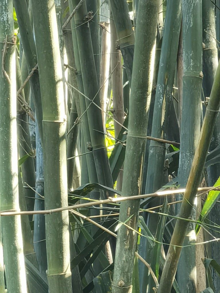 新鲜现摘单竹叶单竹心水筒竹小单竹粉蜡单竹其它炖汤野菜甘甜草茶