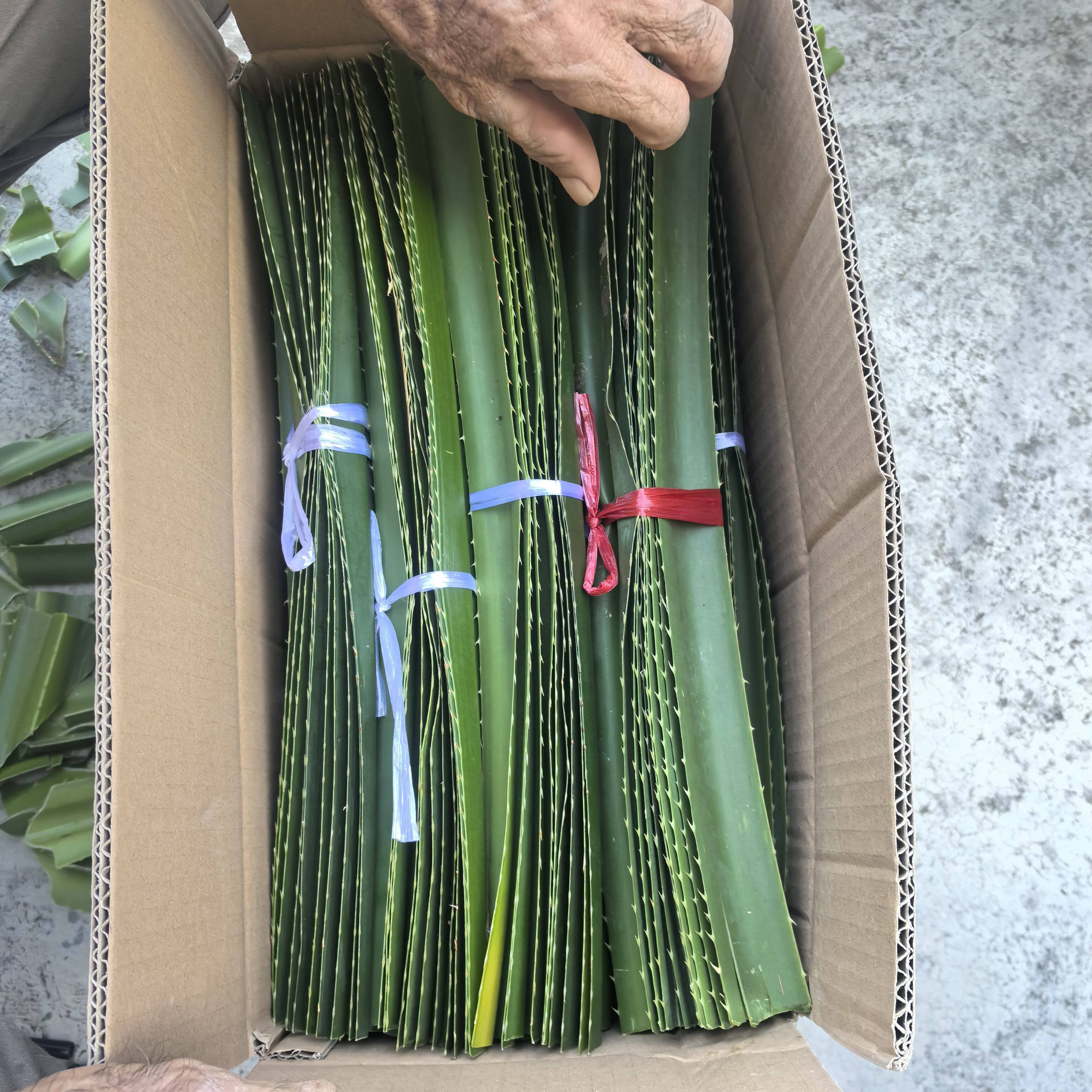 新鲜假菠萝罗金堆野菠萝山菠萝叶菠萝蜜路芦露兜簕古锣鼓装虎50片