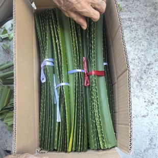 新鲜假菠萝罗金堆野菠萝山菠萝叶菠萝蜜路芦露兜簕古锣鼓装虎50片