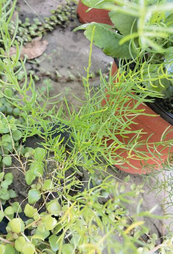 新鲜天冬薯小苗天冬天门冬