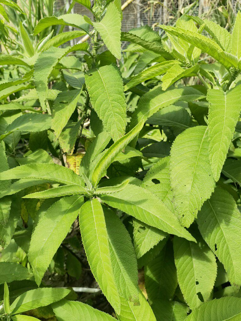 新鲜大风草 大风艾 艾纳香牛耳艾大枫草枝叶片纯根小苗500克