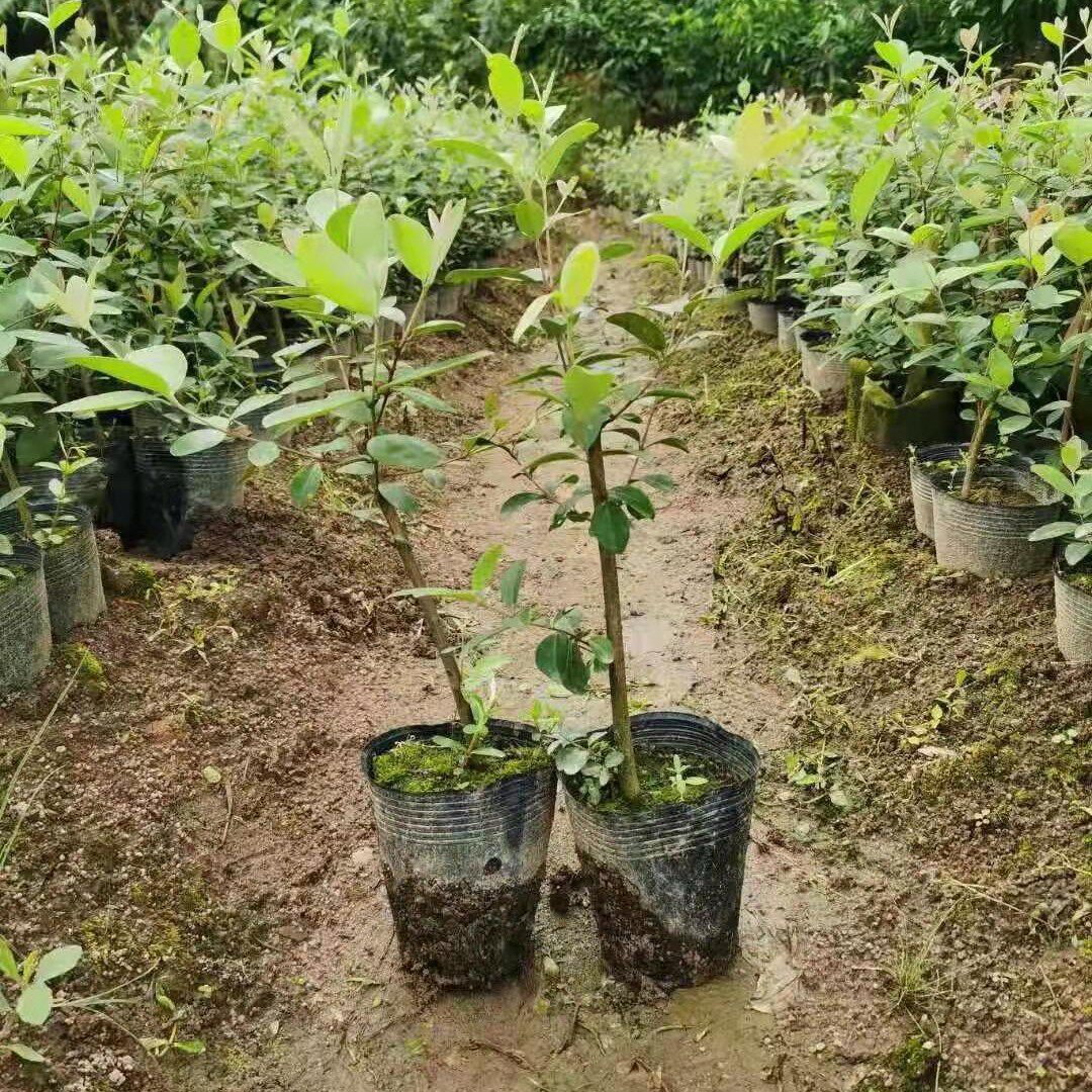果树捻子树苗果树捻子果苗山捻子苗乌稔桃金娘树苗果苗盆栽稔子苗