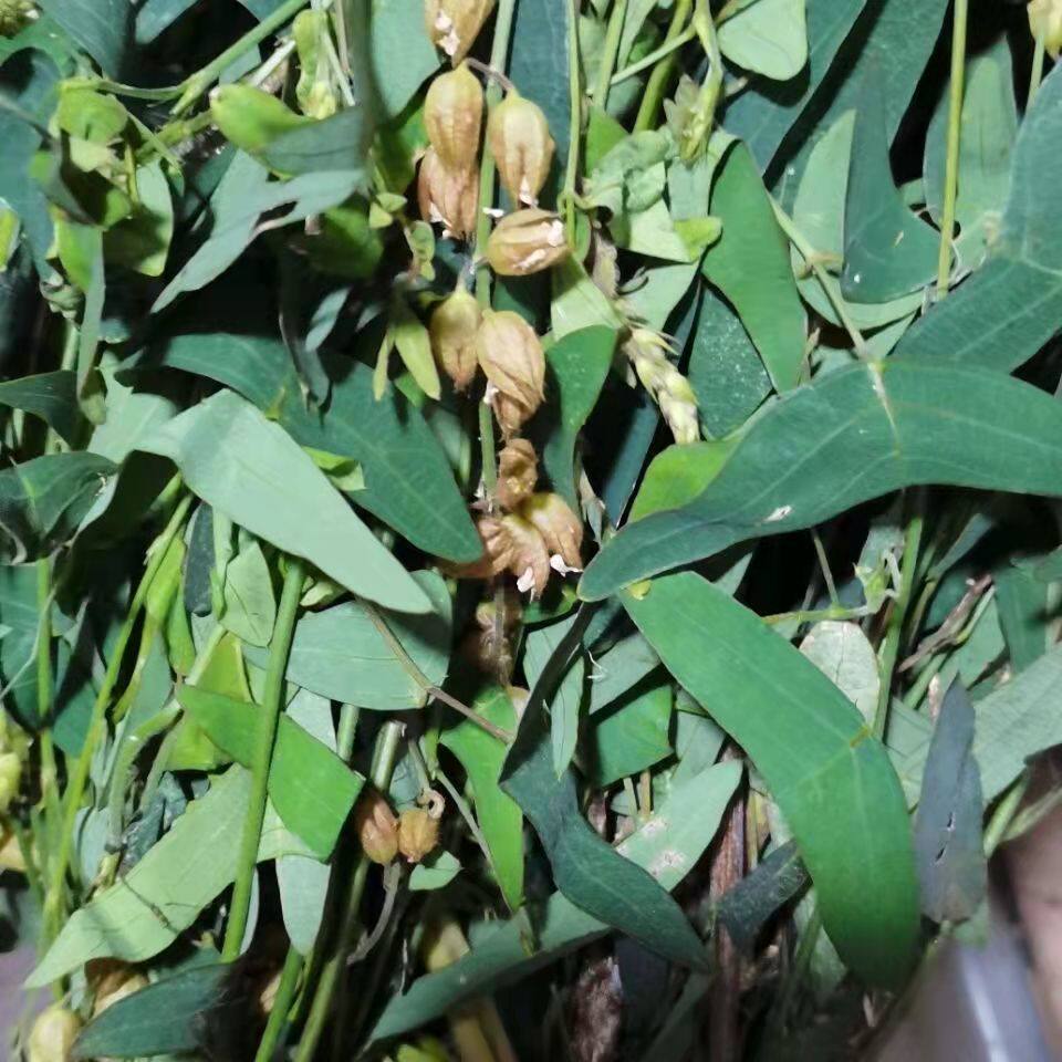 新鲜蝙蝠草 飞锡草 月见罗藟草 拔云见日500g湿品干品