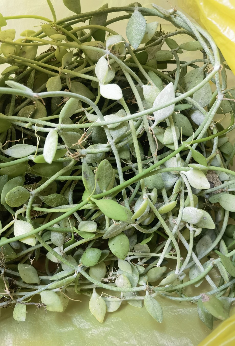 新鲜眼树莲石瓜子雨林缸垂吊爬藤植物瓜子金室内药食好养植物背景