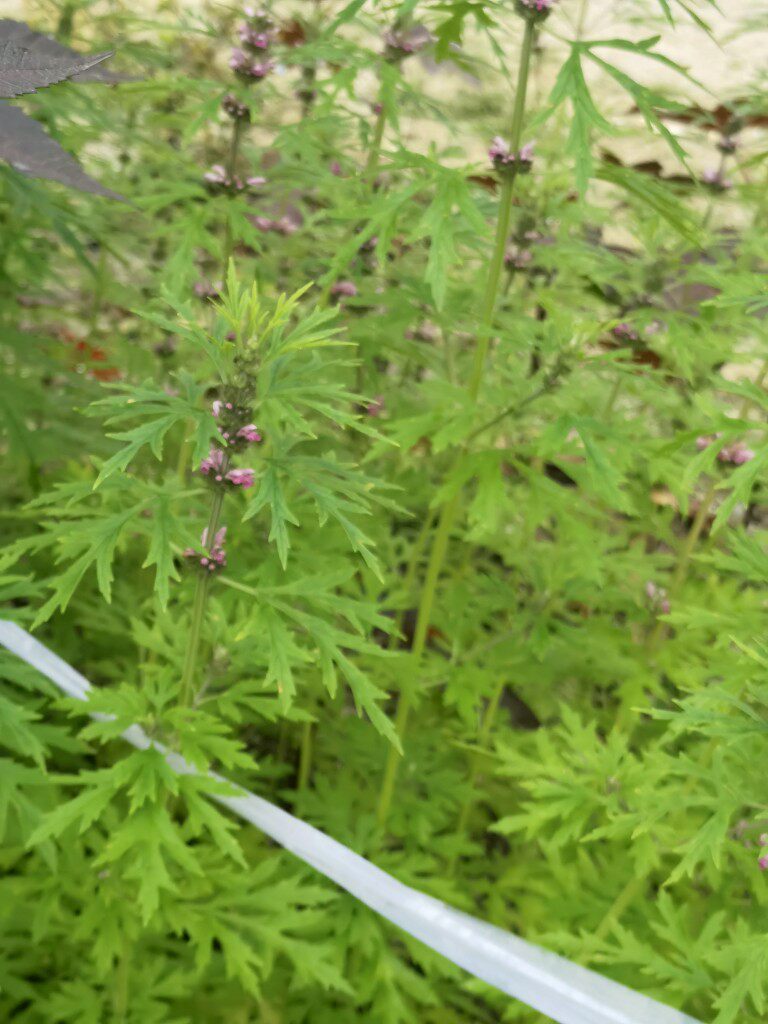 新鲜益母草 现采 全草益母蒿 中草药益母艾红花艾 铁麻干 红头艾