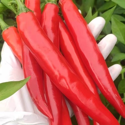 农家土特产新鲜尖椒荆条