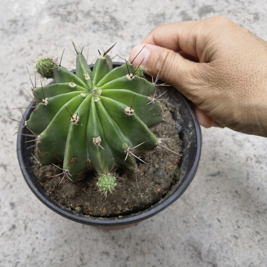 多子仙人球可食用药用刺球 多肉植物 草球仙人掌球1个