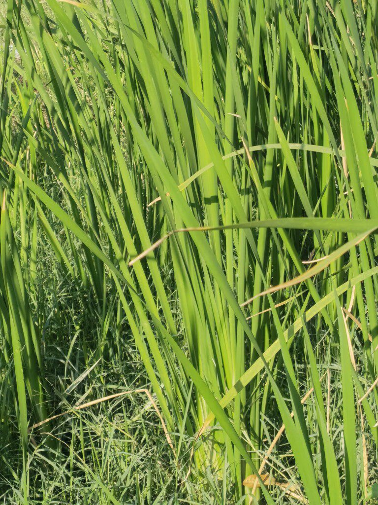 新鲜大叶水菖莆草水猛草500克