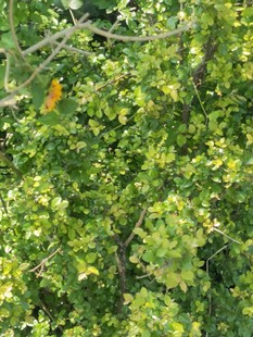 酸丁李树根 雀梅根 雀梅藤根 刺杨梅 酸梅簕 对节刺 500克