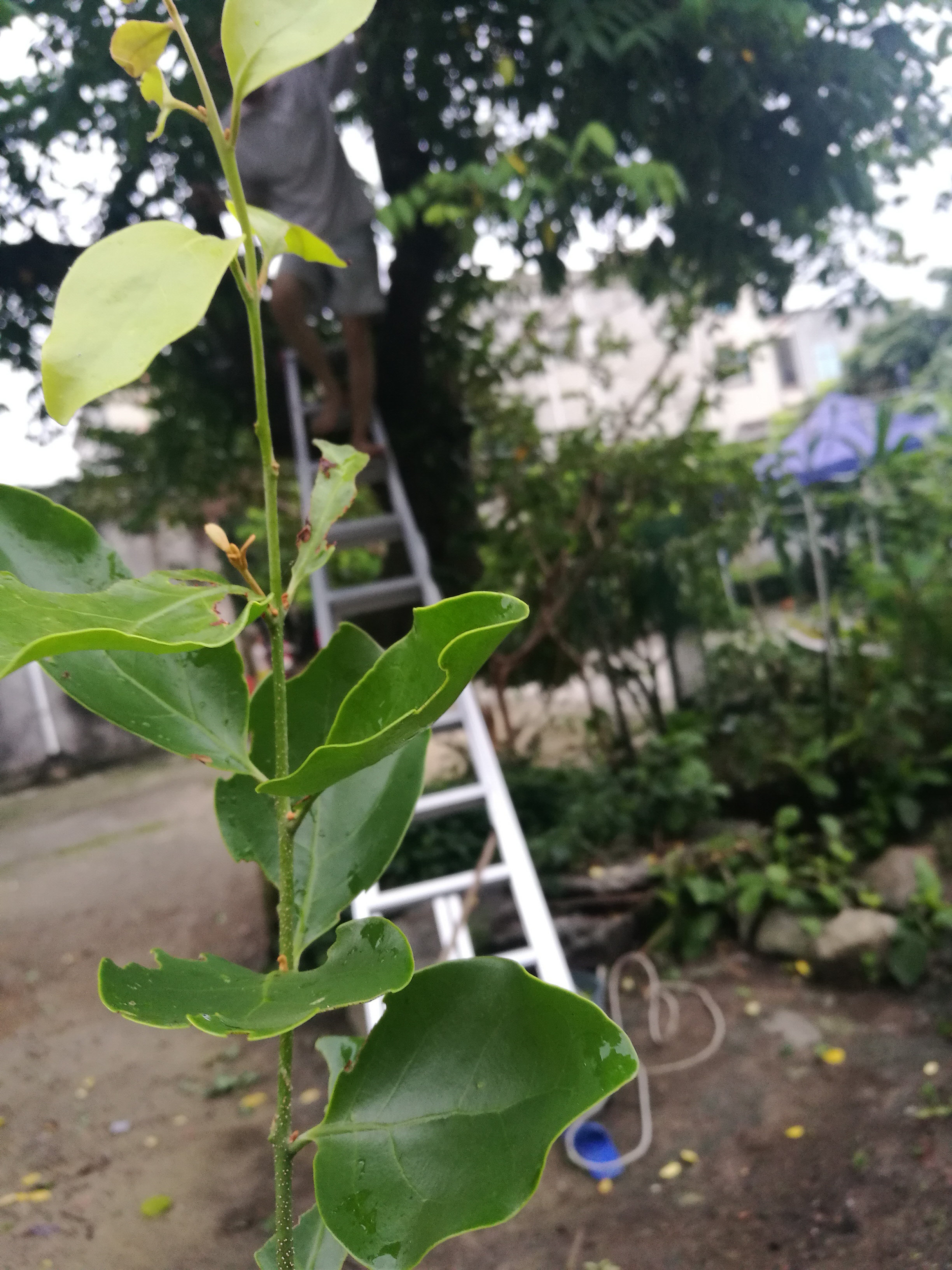 新鲜酸杨桃树寄生五敛子树寄生桑寄生老树超酸品种500克干品湿品