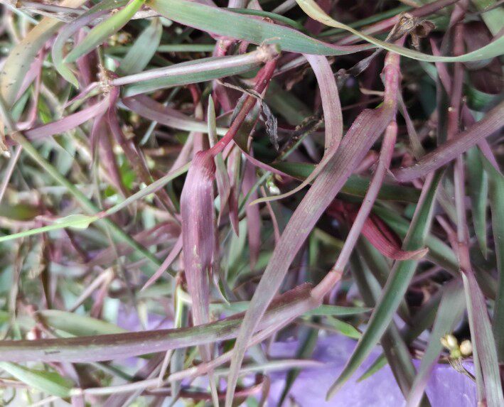 新鲜红化核草红痰火草水竹叶玻璃草紫核子草红核籽草猫爪草红伦草