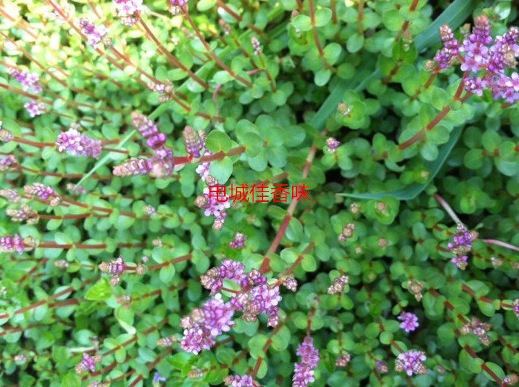 新鲜圆叶节节草菜假桑子禾虾菜水酸草猪肥菜水瓜子上天梯指甲叶