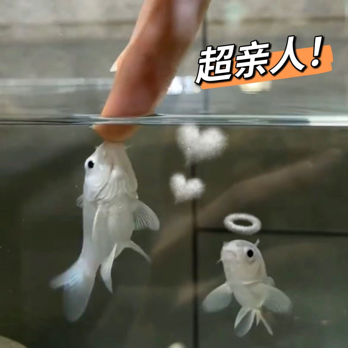 台湾蝴蝶鲤鱼鱼苗活体短身大尾大鳍白金龙凤锦鲤短身球体纯种好养