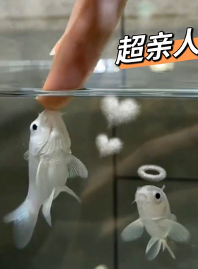 台湾蝴蝶鲤鱼短身大尾大鳍白金龙凤锦鲤短身球体玛雅好养黑色红色