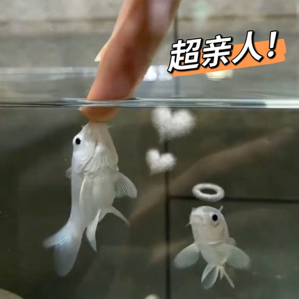 台湾蝴蝶鲤鱼鱼苗活体短身大尾大鳍白金龙凤锦鲤短身球体纯种好养