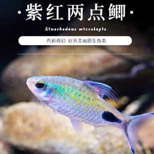 紫红黑影两点原生热带金斯草缸溪流彩虹鱼群钻石冷水道人观赏鱼