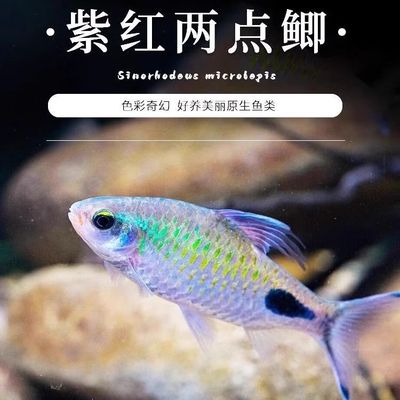 紫红黑影两点原生热带金斯草缸溪流彩虹鱼群钻石冷水道人观赏鱼