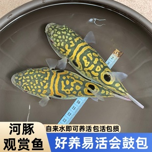 淡水弓斑河豚鱼潜水艇小型巧克力娃娃耐寒淡水观赏宠物活体狗头鱼