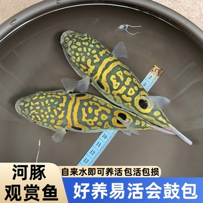 淡水弓斑河豚鱼潜水艇小型巧克力娃娃耐寒淡水观赏宠物活体狗头鱼