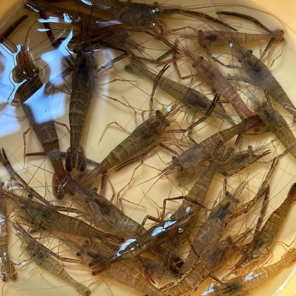 中华斗虾长臂虾河虾活体观赏虾免加温冷水河流虾草缸工具虾除藻虾