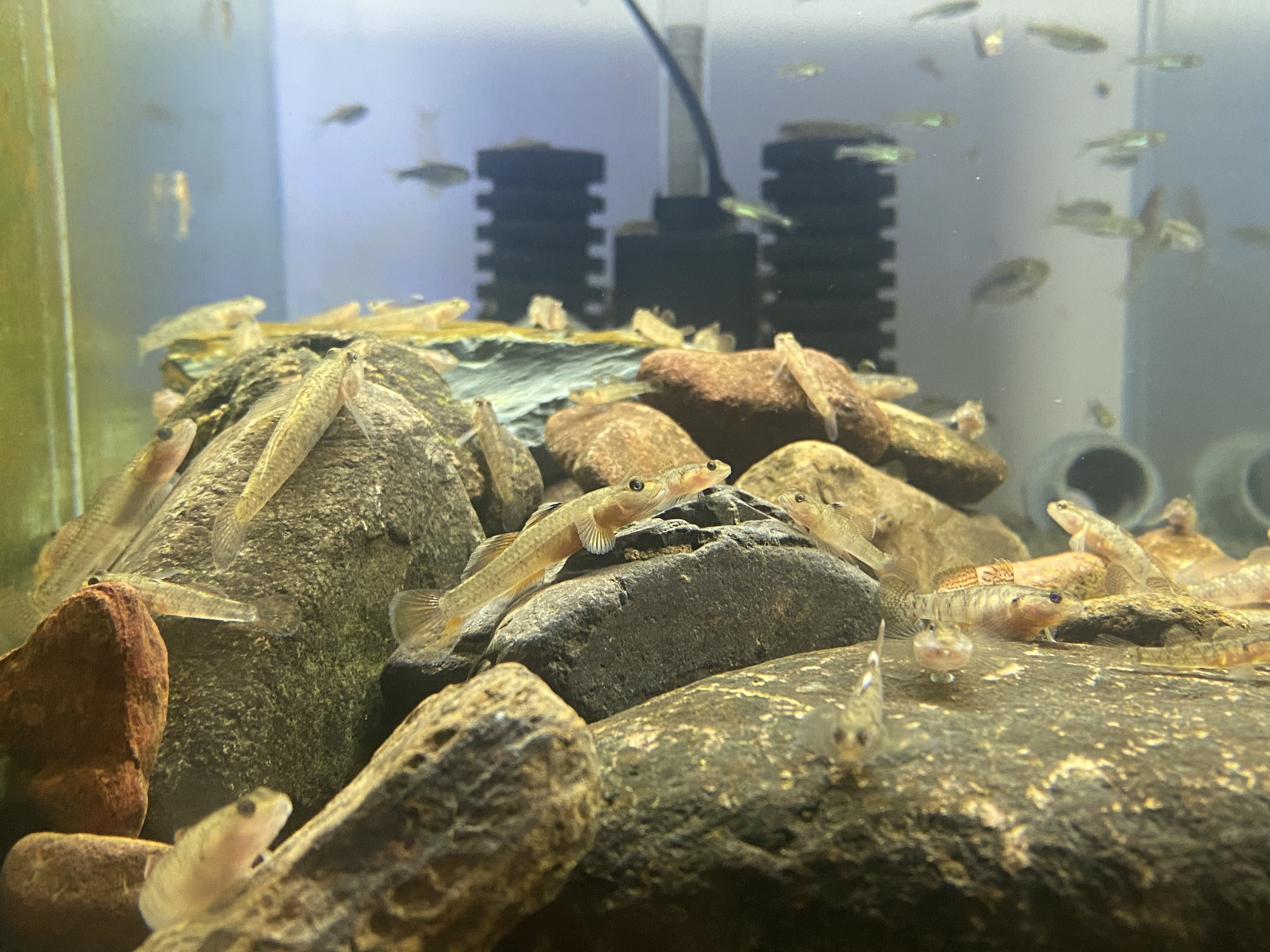 稀有虾虎鱼品种原生正宗猴子吻虾虎野采冷水鱼观赏鱼非白面虾虎