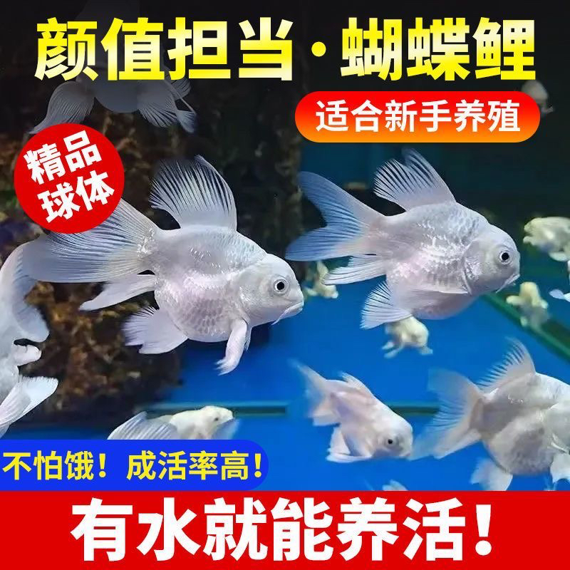 精品纯种蝴蝶鲤鱼短身球体长尾贵妃锦鲤鱼苗耐活好养冷水观赏鱼