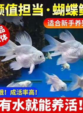 精品纯种蝴蝶鲤鱼短身球体长尾贵妃锦鲤鱼苗耐活好养冷水观赏鱼