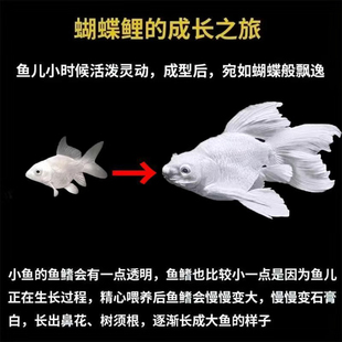 台湾蝴蝶鲤鱼鱼苗活体短身大尾大鳍白金龙凤锦鲤短身球体纯种好养