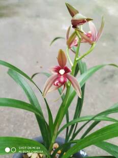兰花 四季兰 建兰 红花 仙山红 绿植花卉盆栽