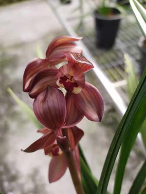 绿植绿植荷瓣盆栽兰花