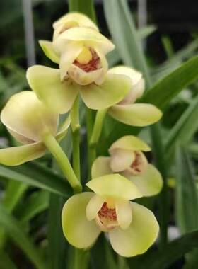 建兰 新品荷瓣 兰花  绿植花卉盆栽 四季兰 浓香 花期带花苞出售