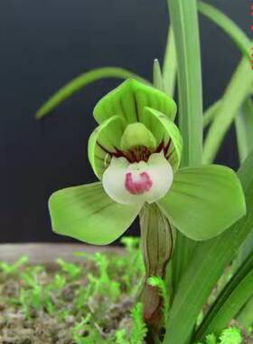 春兰 荷瓣 端秀荷 绿植花卉兰花盆栽 老品种 中国兰谷阳台室内