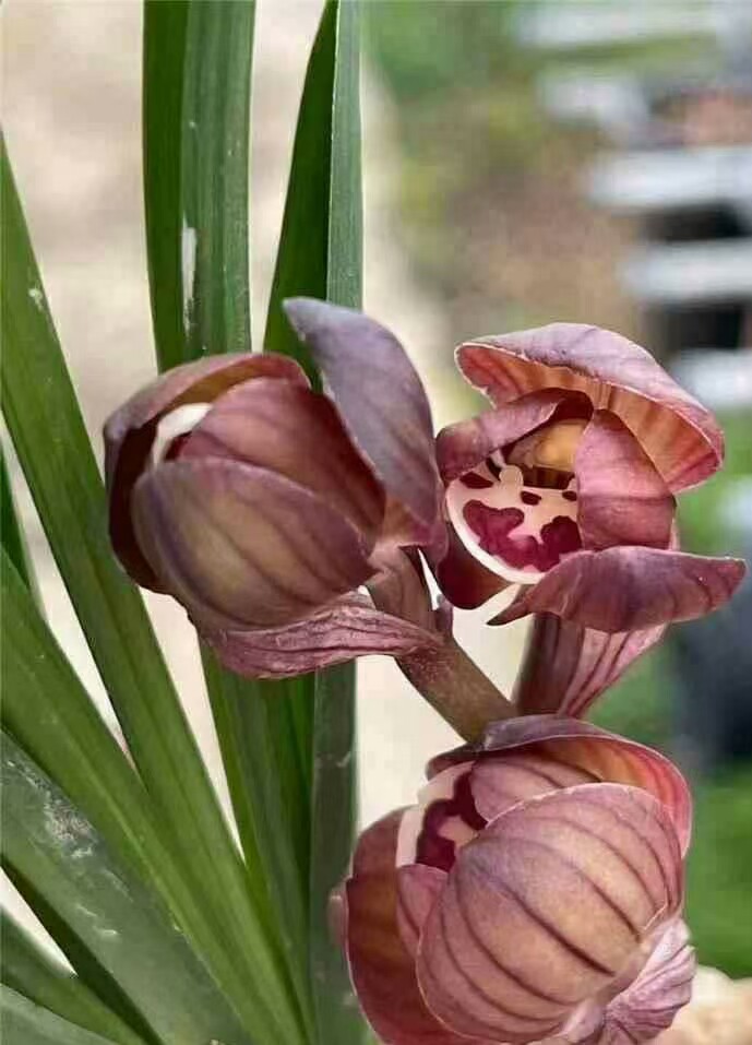 兰花 春剑 荷瓣 东帝魔荷 绿植花卉盆栽 花期有带花苞出售