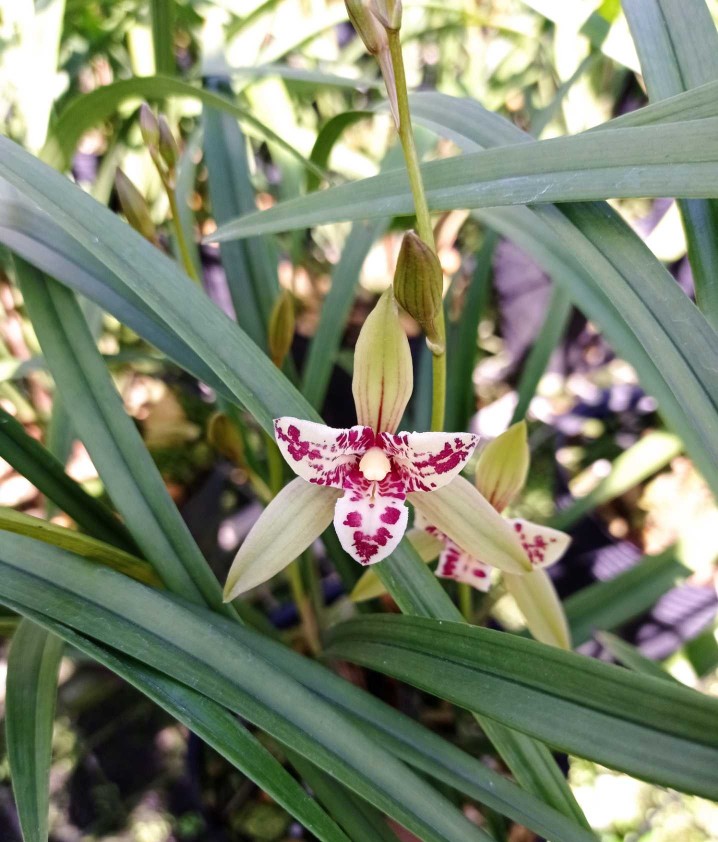 兰花 建兰 三星蝶花 大宝岛 花期有带花苞出售