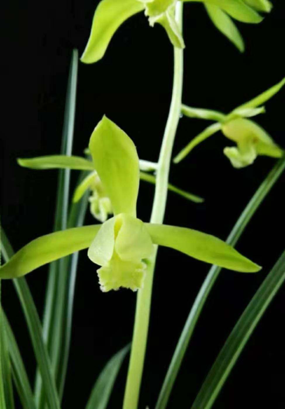 中国兰谷蕙兰素心 金奥素 金岙素 绿植花卉兰花盆栽