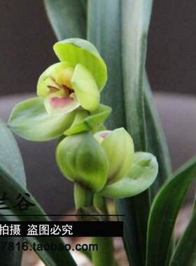 兰花春兰矮种荷瓣玉玲珑