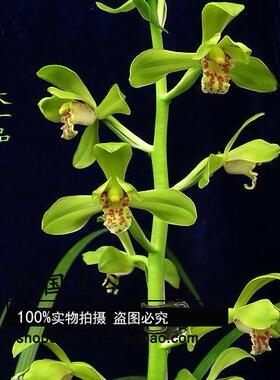 中国兰谷 蕙兰大一品 老种兰花苗 荷型水仙瓣 花期带花苞出售