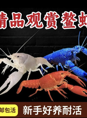 鳌虾观赏虾淡水冷水族好养耐鱼缸活体宠物红白蓝色小龙虾原生包邮