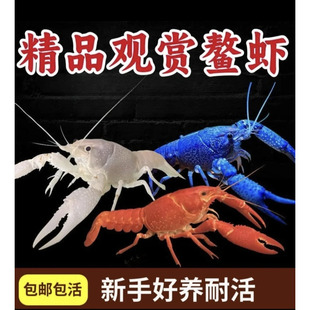 鳌虾观赏虾淡水冷水族好养耐鱼缸活体宠物红白蓝色小龙虾原生包邮