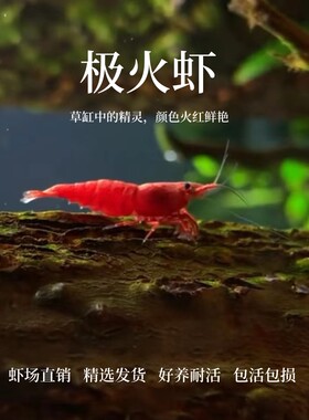 极火虾观赏虾宠物虾淡水虾草缸虾