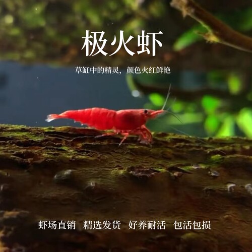 极火虾观赏虾宠物虾淡水虾草缸虾