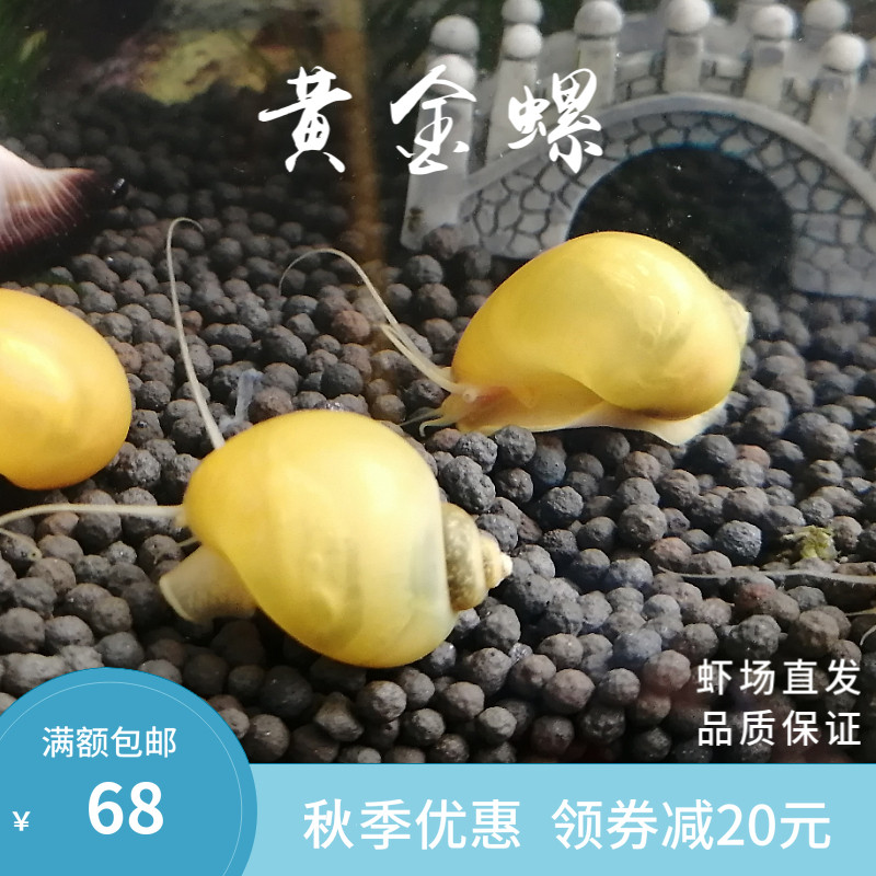 观赏螺淡水除藻螺宠物螺蜗牛活体工具苹果螺紫纹神秘斑马杀手套餐在类目 宠物/宠物食品及用品, 水族世界, 螺中 - 来自Buy2taobao.com提供专业的淘宝代购服务