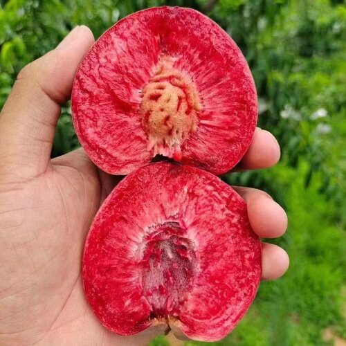 嫁接桃树苗水蜜桃锦绣黄桃苗血桃黑桃苗南方北方种植蟠桃油桃果苗