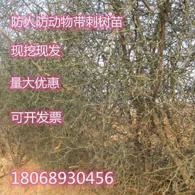 防盗枸橘种子篱笆苗枳壳树苗带刺