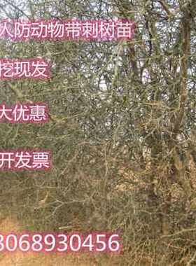 防盗枸橘种子篱笆苗枳壳树苗带刺