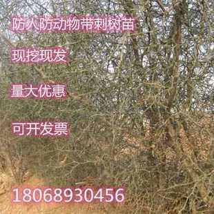 枸橘苗枳壳苗护栏围墙篱笆墙嫁接柑橘柚子脐橙金桔嫁接用砧木种子