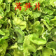 脆莴笋 脱水蔬菜干货 莴笋片 莴苣干 农家自制无色素200g 莴笋干
